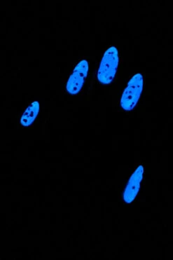 BanShee Better Werk -Cirque Colors Shop LOWRES swatch anna bansheebetterwerk hexgirl inthedark 1